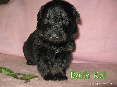 Bath Kol, 3 weken oud